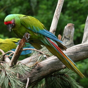 Great Green Macaw